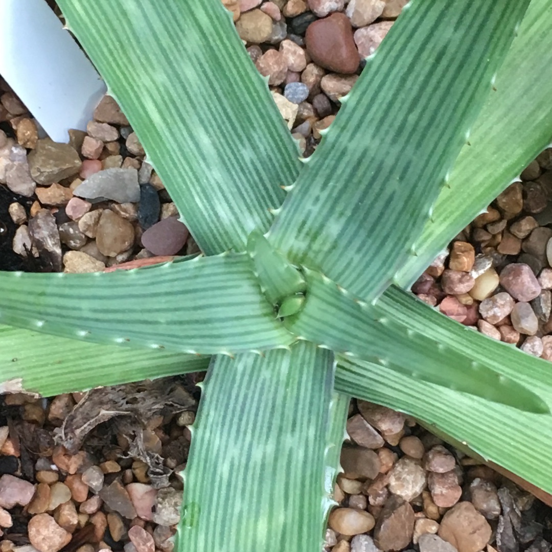 Aloe Monteiroi in the GardenTags plant encyclopedia Aloe Monteiroi in the GardenTags plant encyclopedia