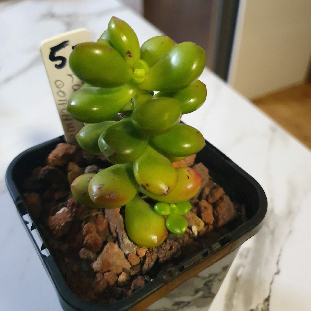 Sedum lucidium Coachwood in the GardenTags plant encyclopedia Sedum Coachwood in the GardenTags plant encyclopedia