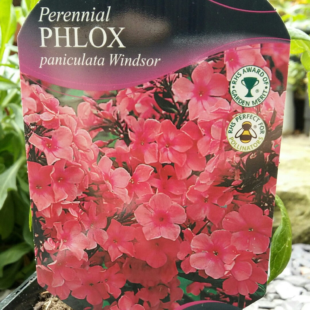 Phlox Paniculata Windsor in the GardenTags plant encyclopedia Perennial Phlox Windsor in the GardenTags plant encyclopedia