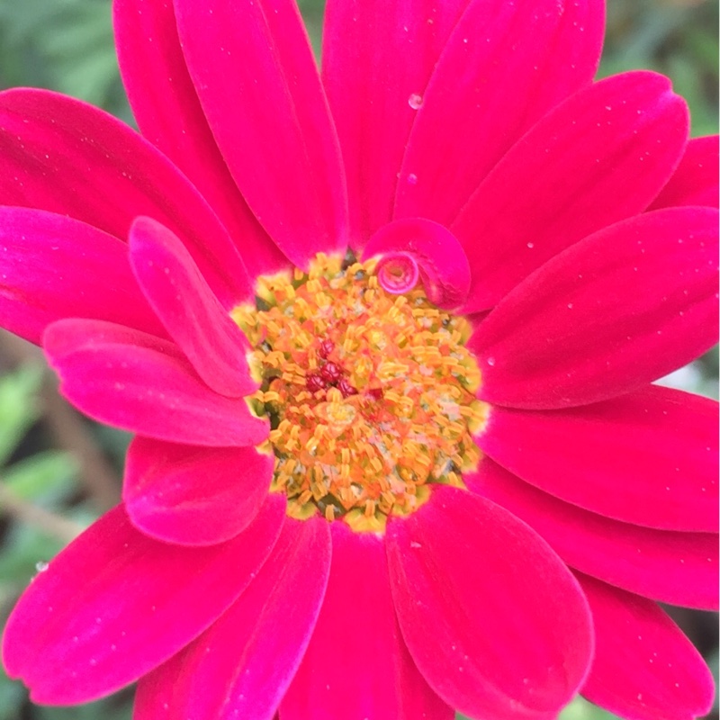 Argyranthemum frutescens Meteor Red in the GardenTags plant encyclopedia Marguerite Meteor Red in the GardenTags plant encyclopedia