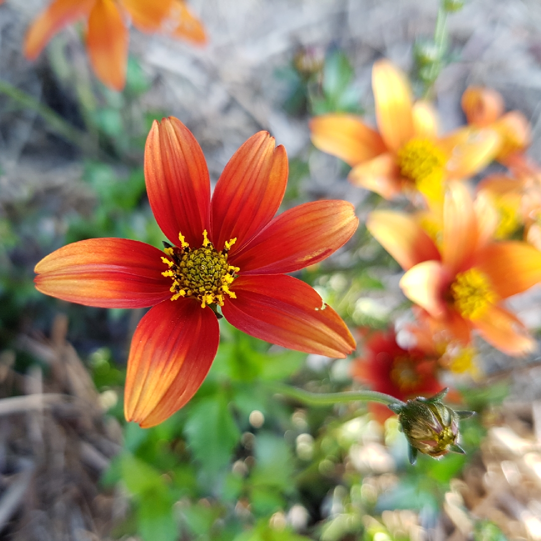 Bidens ferulifolia Camp Fire in the GardenTags plant encyclopedia Bidens Camp Fire in the GardenTags plant encyclopedia