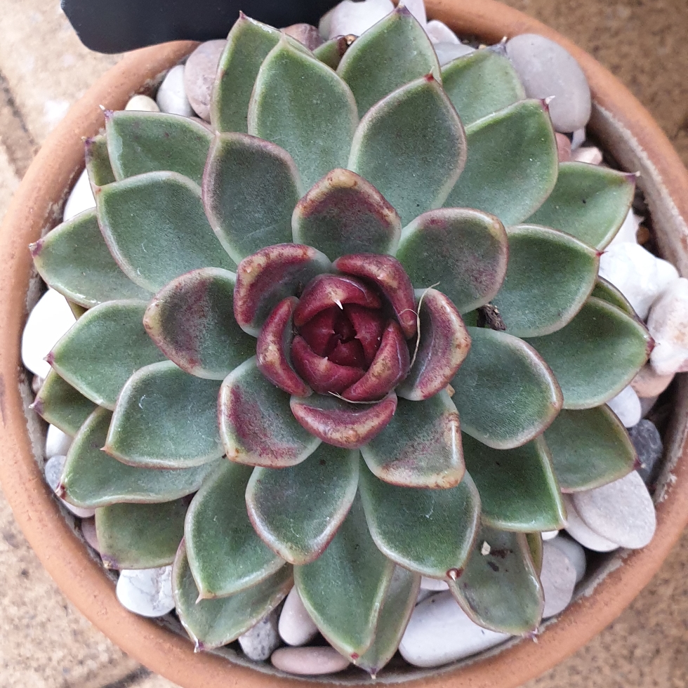 Echeveria Black Rose in the GardenTags plant encyclopedia Echeveria Black Rose in the GardenTags plant encyclopedia