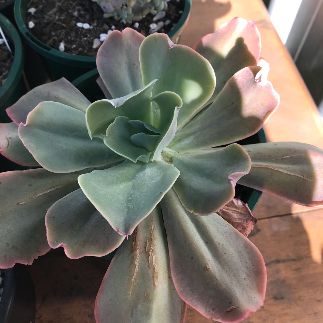 Echeveria Lincoln in the GardenTags plant encyclopedia Echeveria Lincoln in the GardenTags plant encyclopedia