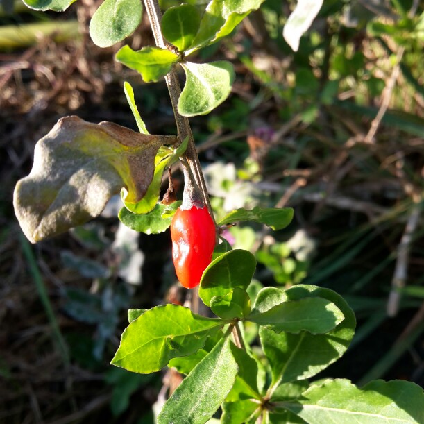 Goji Berry in the GardenTags plant encyclopedia