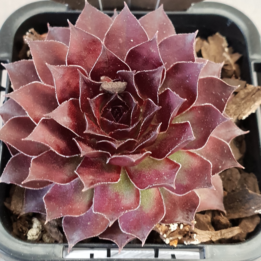 Sempervivum Tectorum Squib in the GardenTags plant encyclopedia Sempervivum Tectorum Squib in the GardenTags plant encyclopedia