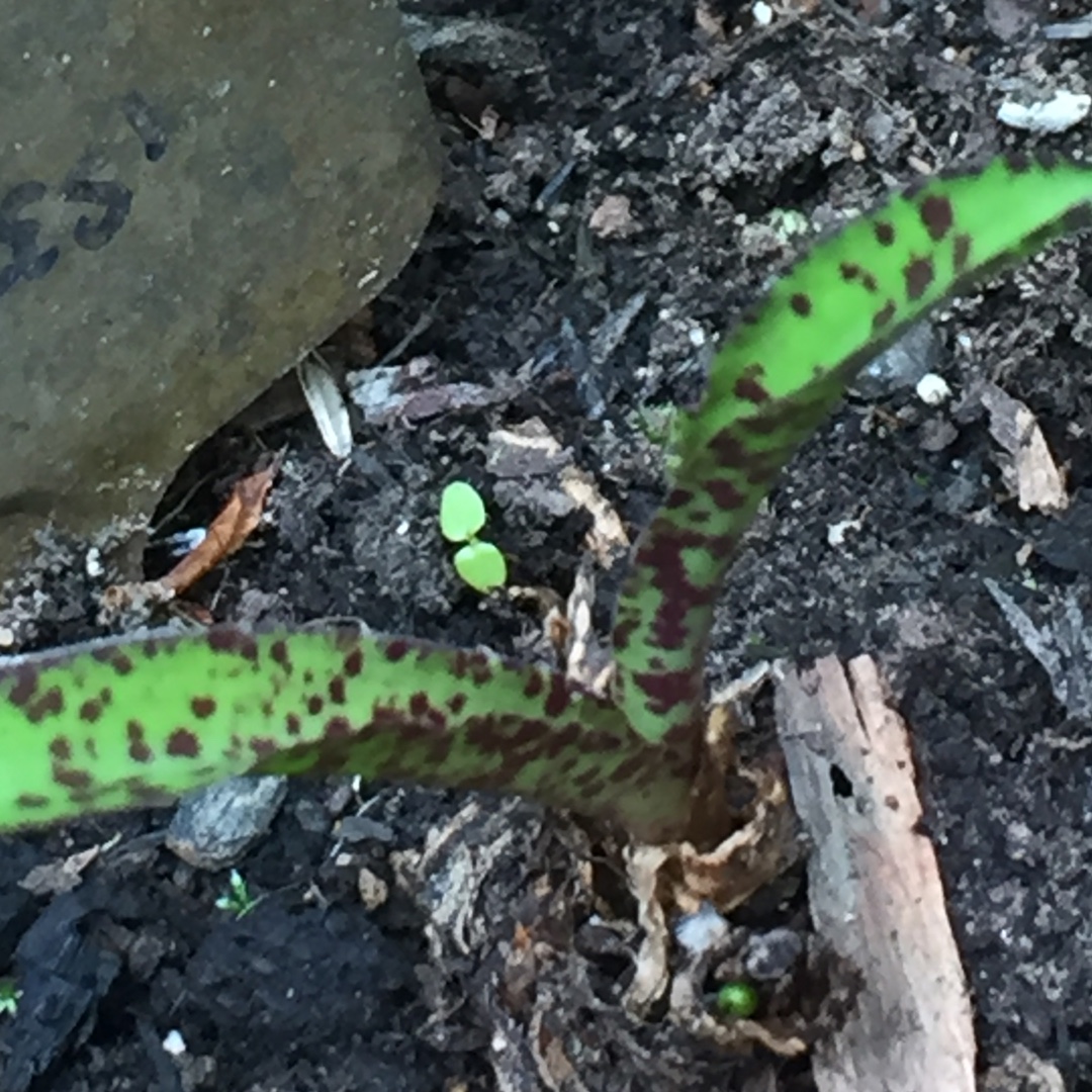 Eucomis Freckles in the GardenTags plant encyclopedia Pineapple Lily Freckles in the GardenTags plant encyclopedia