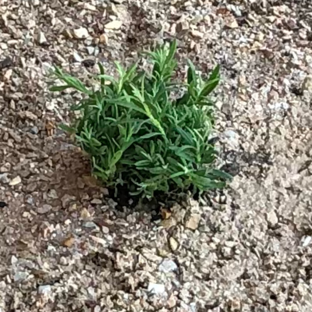 Lavandula angustifolia Royal Velvet in the GardenTags plant encyclopedia Lavender Royal Velvet in the GardenTags plant encyclopedia
