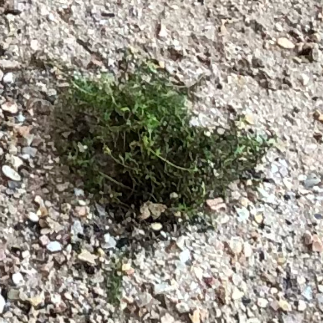 Thymus Praecox subsp. Arcticus Coccineus in the GardenTags plant encyclopedia Pink Creeping Thyme in the GardenTags plant encyclopedia