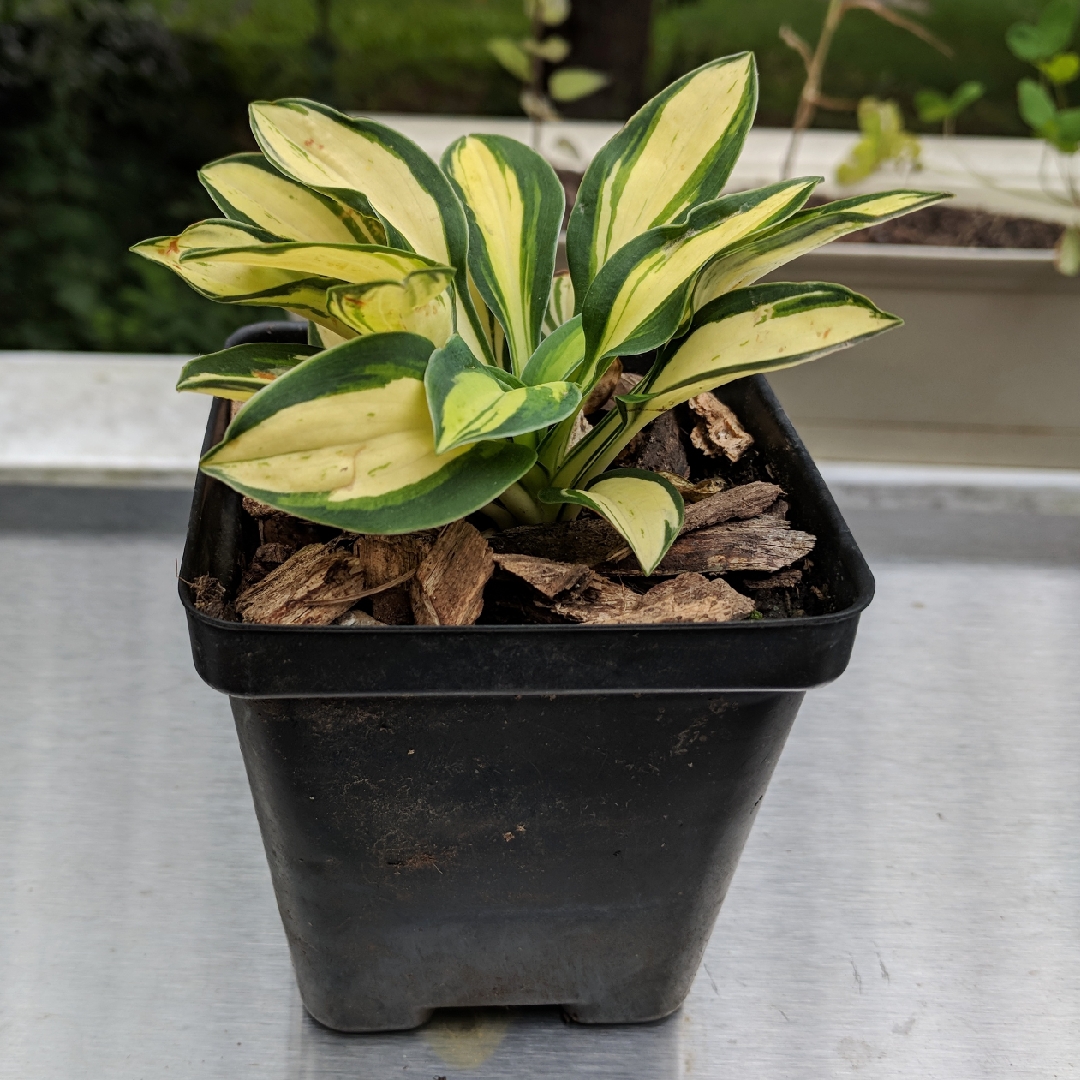 Hosta Pure Heart in the GardenTags plant encyclopedia Plantain Lily Pure Heart in the GardenTags plant encyclopedia