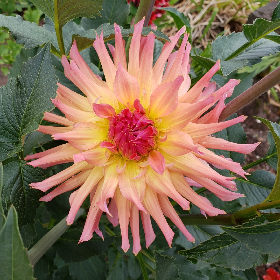 Dahlia Just Peachy in the GardenTags plant encyclopedia Dahlia Just Peachy in the GardenTags plant encyclopedia