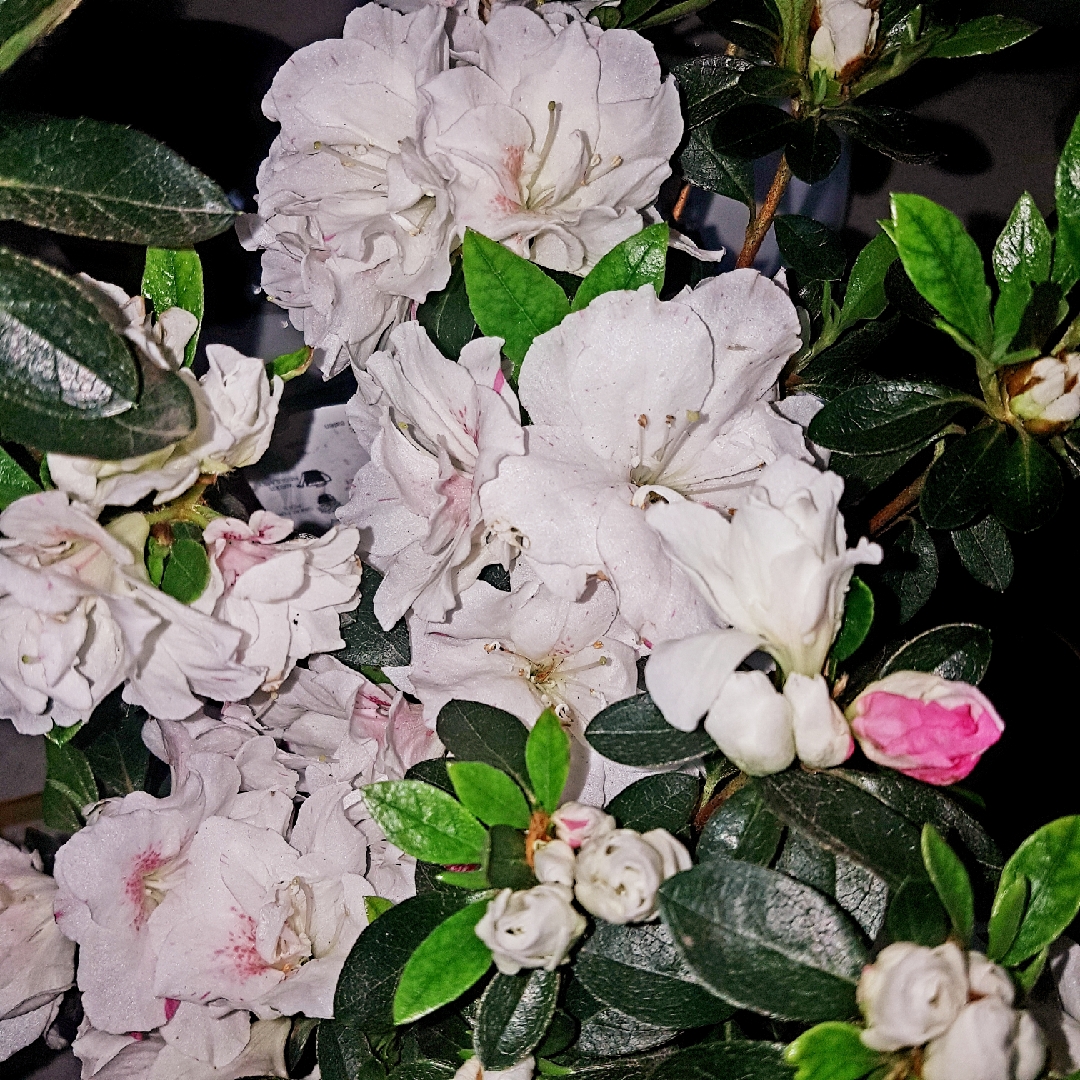 Rhododendron japonica White Prince in the GardenTags plant encyclopedia Azalea japonica White Prince in the GardenTags plant encyclopedia