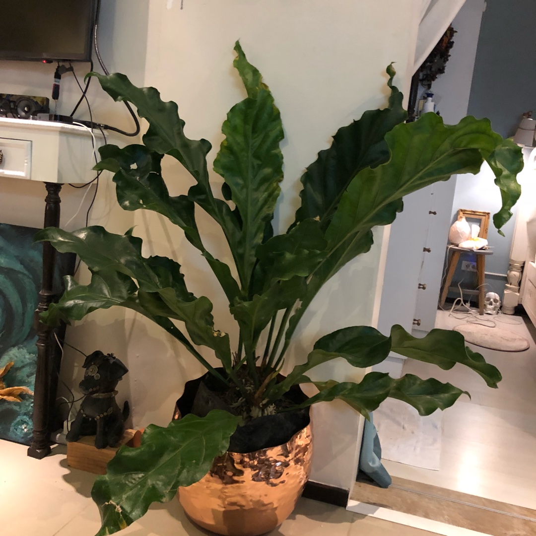 Wave of Love Anthurium in the GardenTags plant encyclopedia