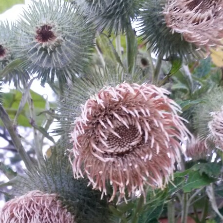 Synurus pungens syn. Rhaponticum pungens ; Serratula atriplicifolia pungens ; Serratula pungens. in the GardenTags plant encyclopedia Synurus pungens in the GardenTags plant encyclopedia