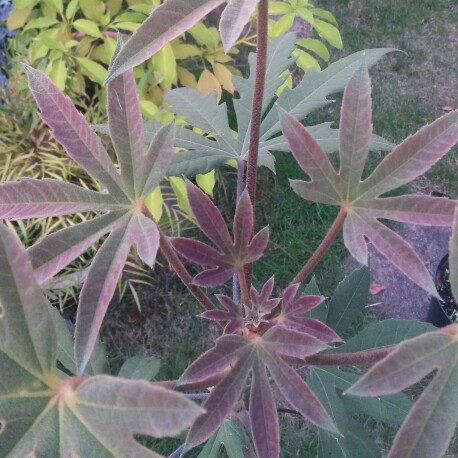 Oreopanax incisus in the GardenTags plant encyclopedia Oreopanax in the GardenTags plant encyclopedia