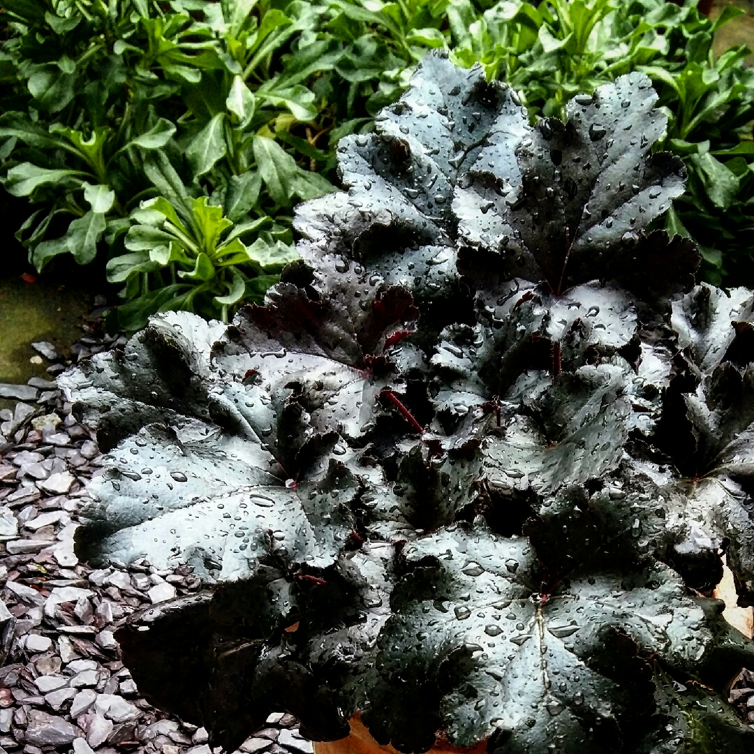 Heuchera Black Pearl in the GardenTags plant encyclopedia Alumroot Black Pearl in the GardenTags plant encyclopedia