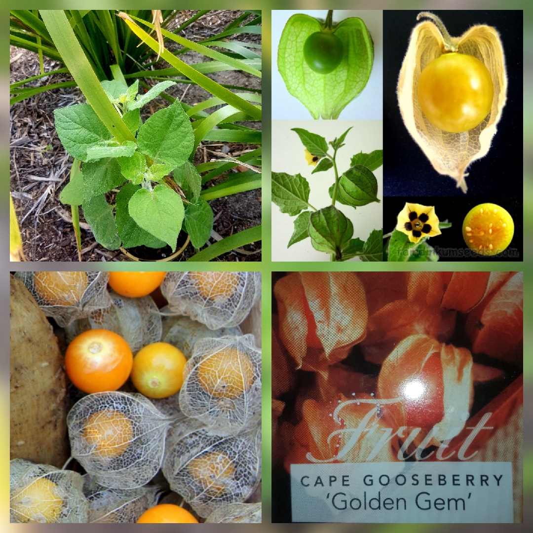 Physalis Peruviana Golden Gem in the GardenTags plant encyclopedia Cape Gooseberry Golden Gem in the GardenTags plant encyclopedia