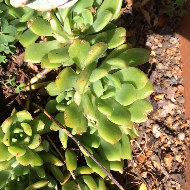 Echeveria Leisal in the GardenTags plant encyclopedia Echeveria Leisal in the GardenTags plant encyclopedia