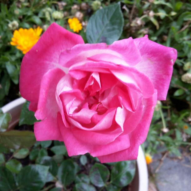 Rosa Gaujard in the GardenTags plant encyclopedia Rose Gaujard in the GardenTags plant encyclopedia