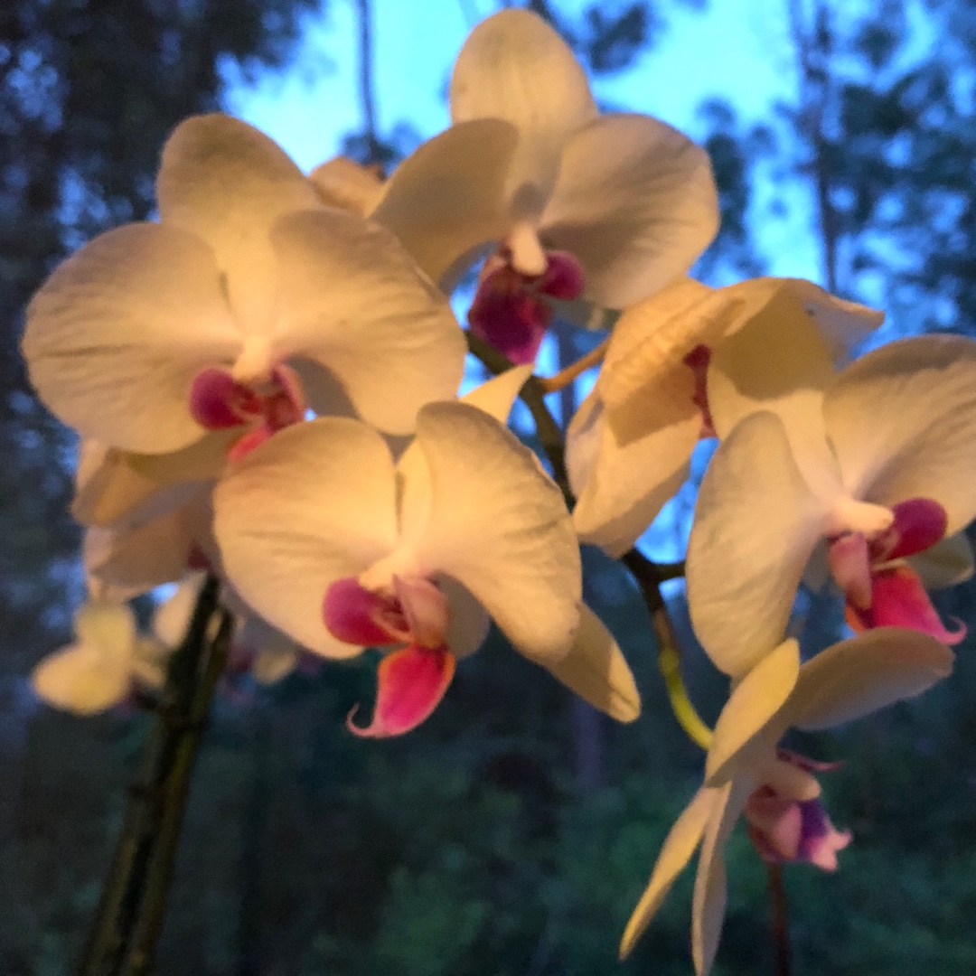 Phalaenopsis Miraflor in the GardenTags plant encyclopedia Moth Orchid Miraflor in the GardenTags plant encyclopedia