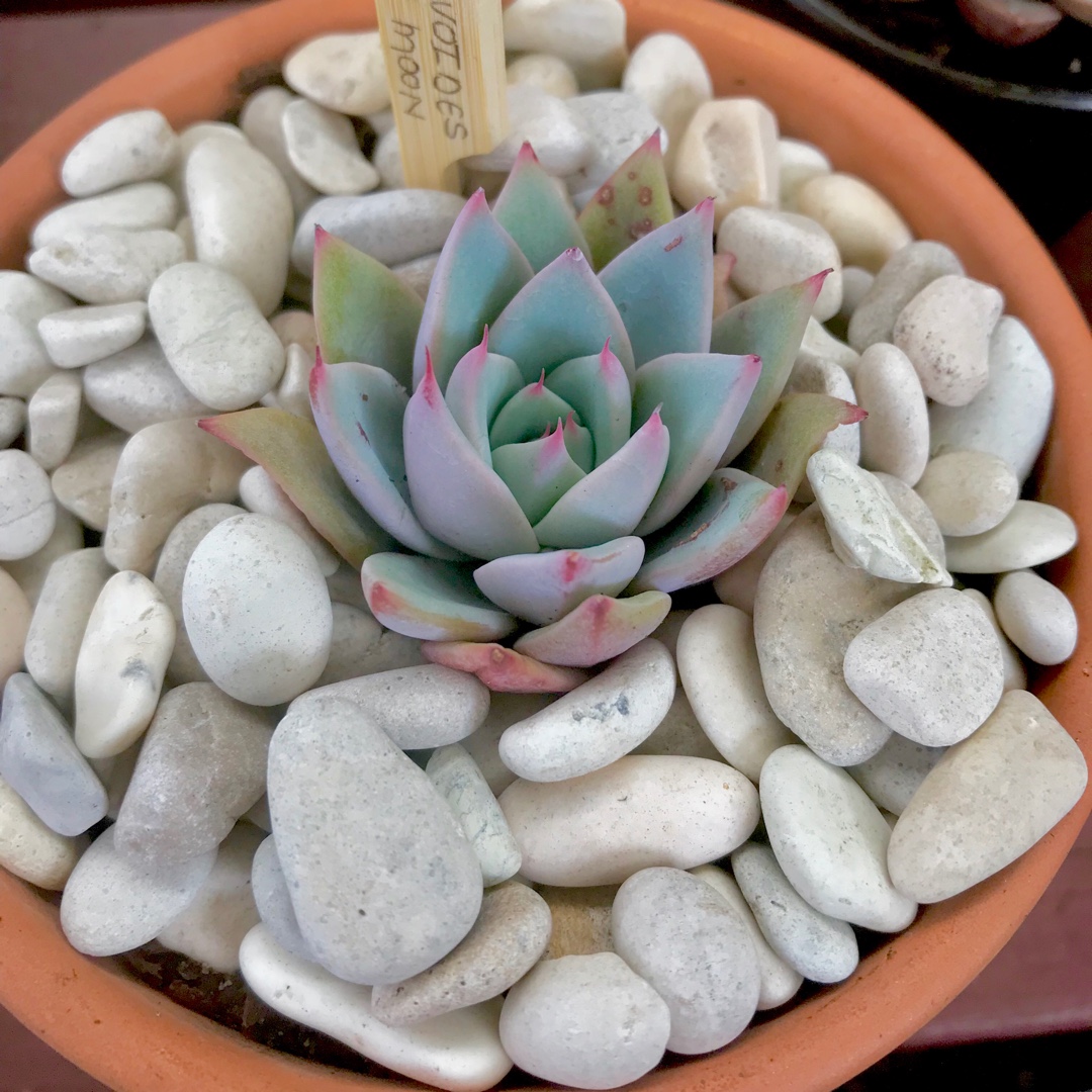 Echeveria Blue Moon in the GardenTags plant encyclopedia Echeveria Blue Moon in the GardenTags plant encyclopedia