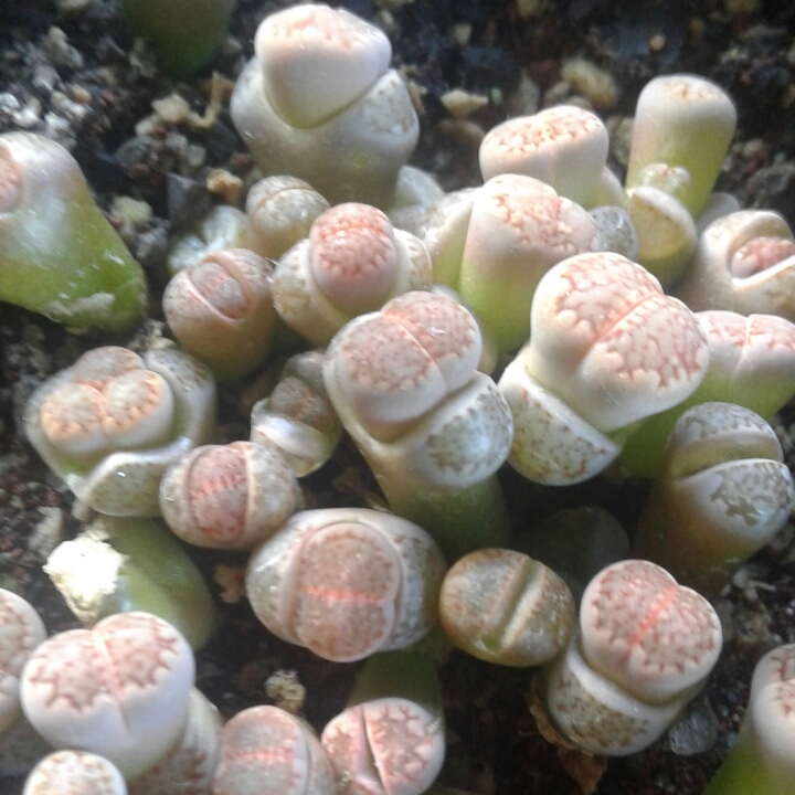 Lithops Halli v. Ochracea in the GardenTags plant encyclopedia Living Stones Halli v. Ochracea C098 in the GardenTags plant encyclopedia