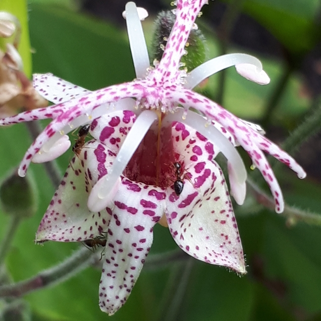Tricyrtis macropoda in the GardenTags plant encyclopedia Toad Lily in the GardenTags plant encyclopedia