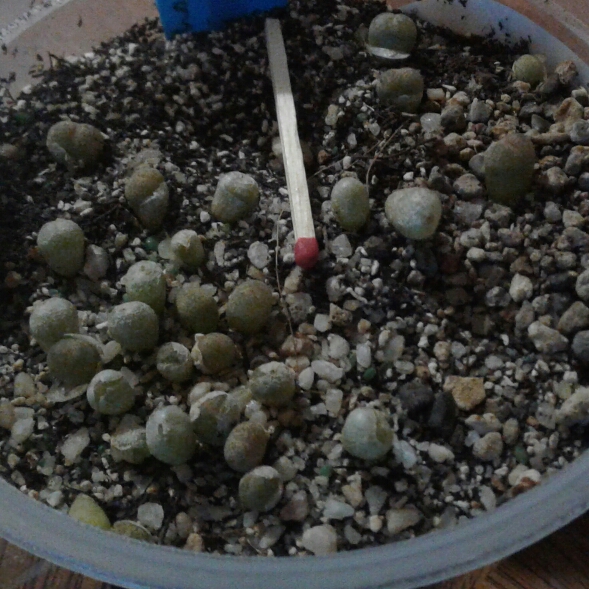 Lithops Localis C345 in the GardenTags plant encyclopedia Living Stones Localis in the GardenTags plant encyclopedia