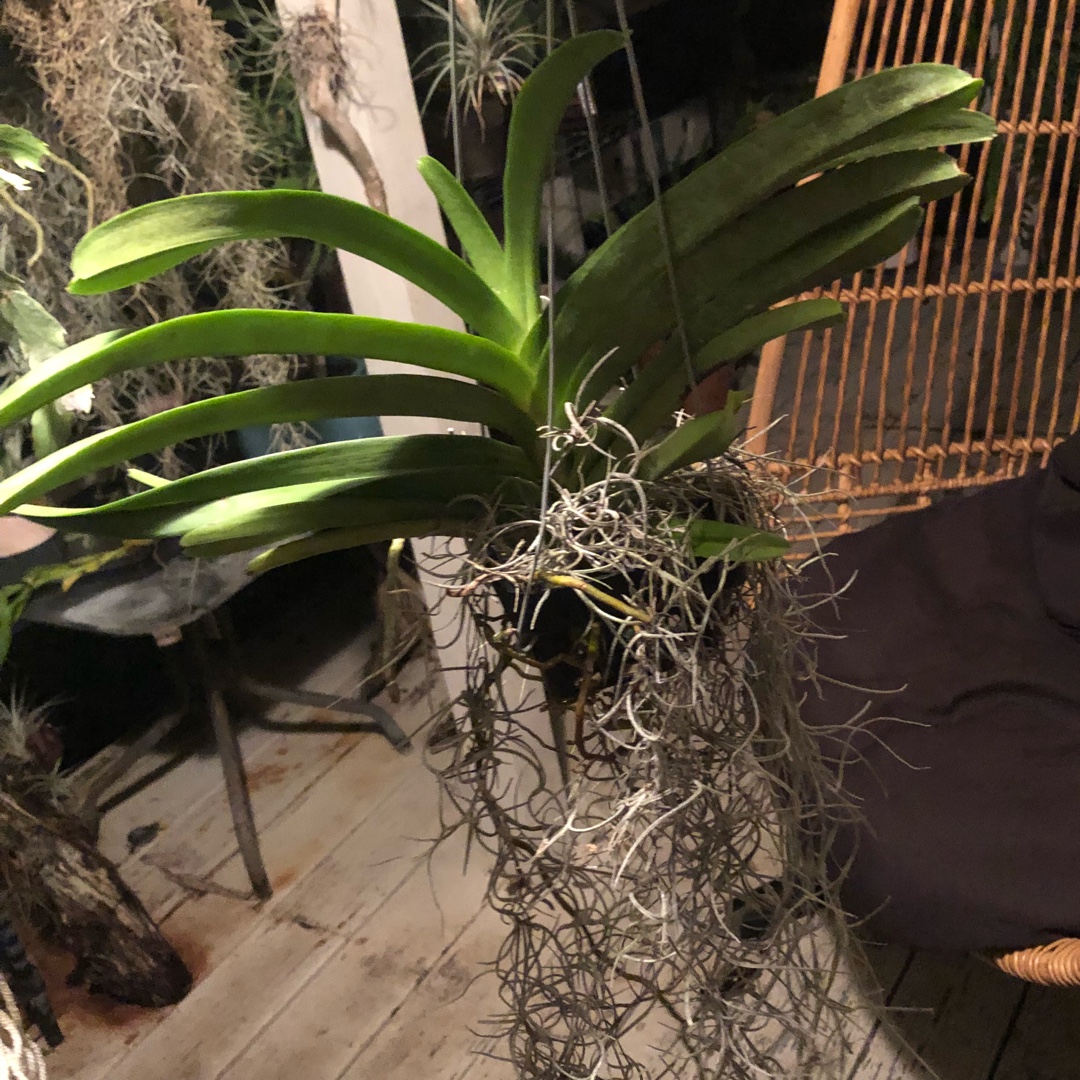 Vanda Saint Valentine in the GardenTags plant encyclopedia Vanda Orchid Saint Valentine in the GardenTags plant encyclopedia