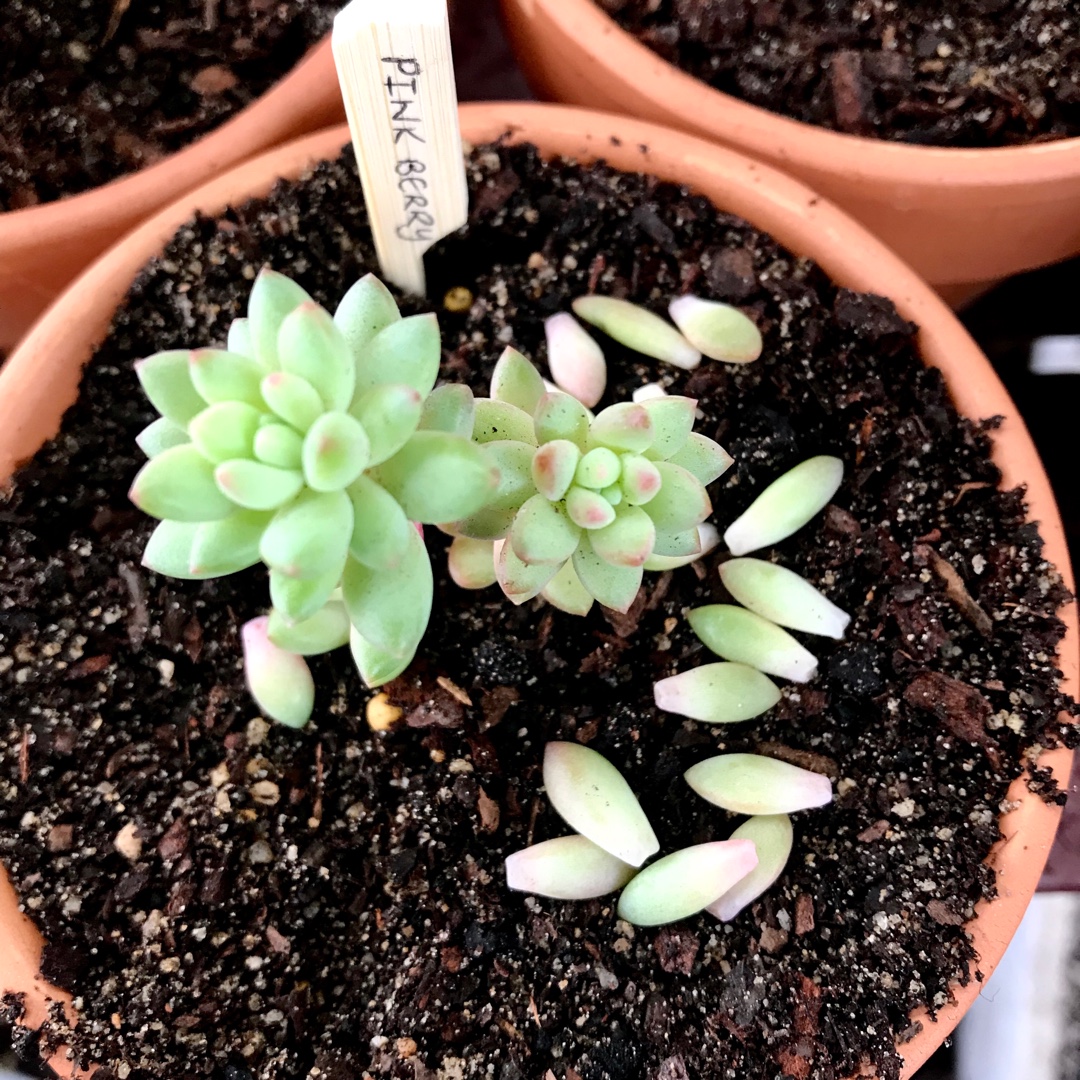 Sedum Canny Hinny in the GardenTags plant encyclopedia Sedum Pink Berry in the GardenTags plant encyclopedia