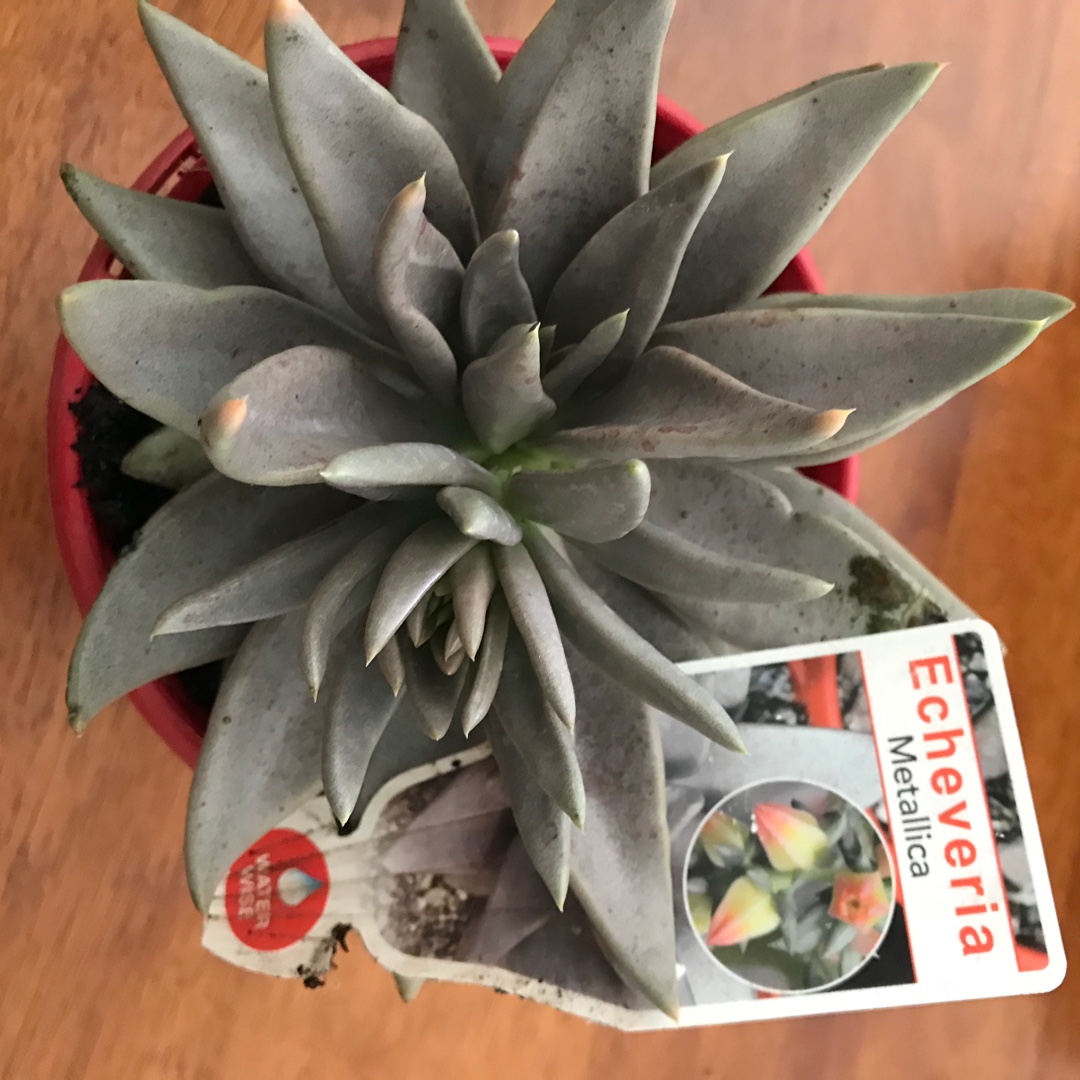 Echeveria Bifida in the GardenTags plant encyclopedia Echeveria Metallica in the GardenTags plant encyclopedia