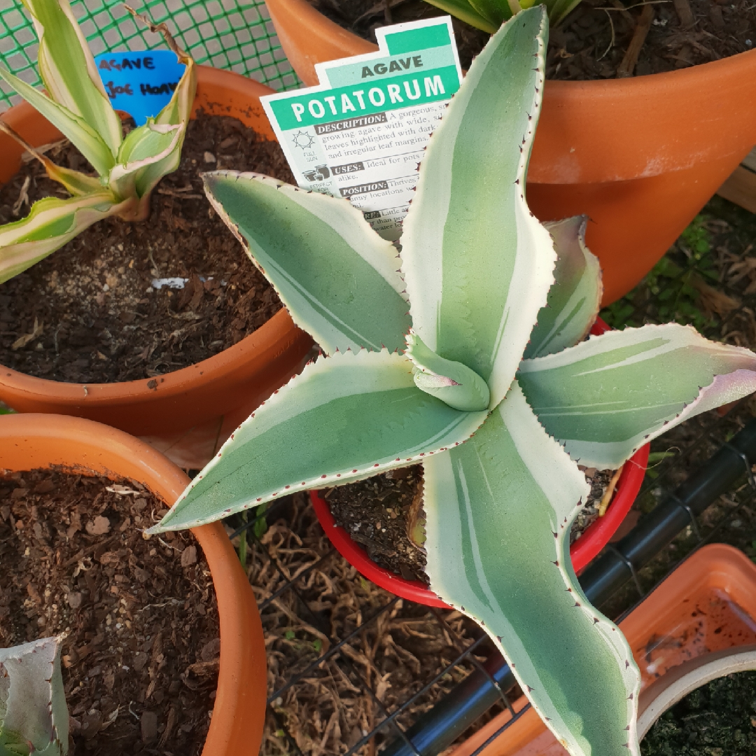 Agave Gypsophila in the GardenTags plant encyclopedia Agave Ivory Curls in the GardenTags plant encyclopedia