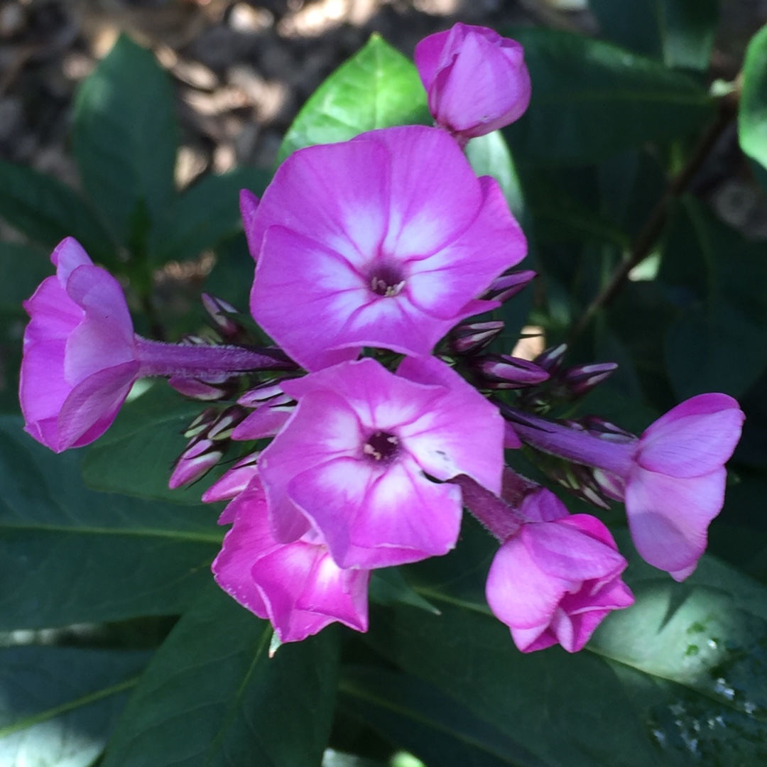 Phlox paniculata Famous Light Pink in the GardenTags plant encyclopedia Phlox Famous Light Pink in the GardenTags plant encyclopedia