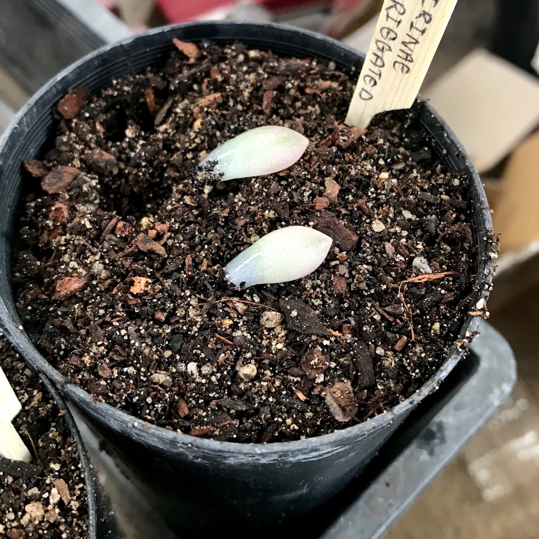 x Pachyveria Powder Puff Variegated in the GardenTags plant encyclopedia Pachyveria Powder Puff Variegated Form in the GardenTags plant encyclopedia