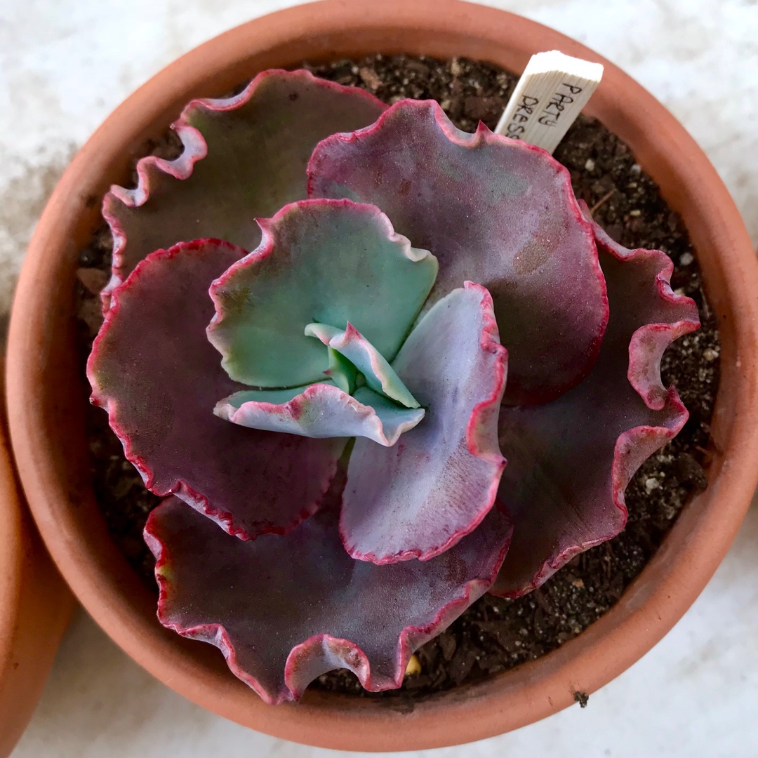 Echeveria Party Dress in the GardenTags plant encyclopedia Echeveria Party Dress in the GardenTags plant encyclopedia