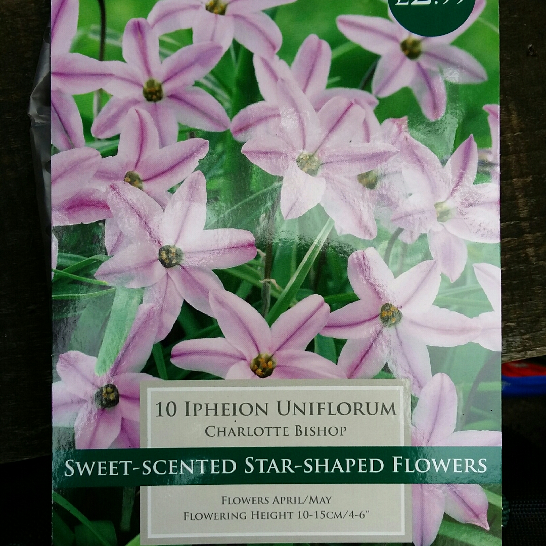 Ipheion uniflorum Charlotte Bishop in the GardenTags plant encyclopedia Spring Starflower Charlotte Bishop in the GardenTags plant encyclopedia
