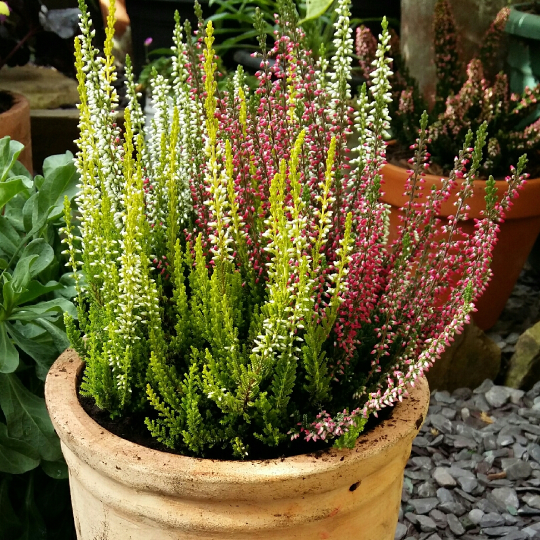 Calluna vulgaris (Garden Girls Series) in the GardenTags plant encyclopedia Common Heather Garden Girls Series in the GardenTags plant encyclopedia
