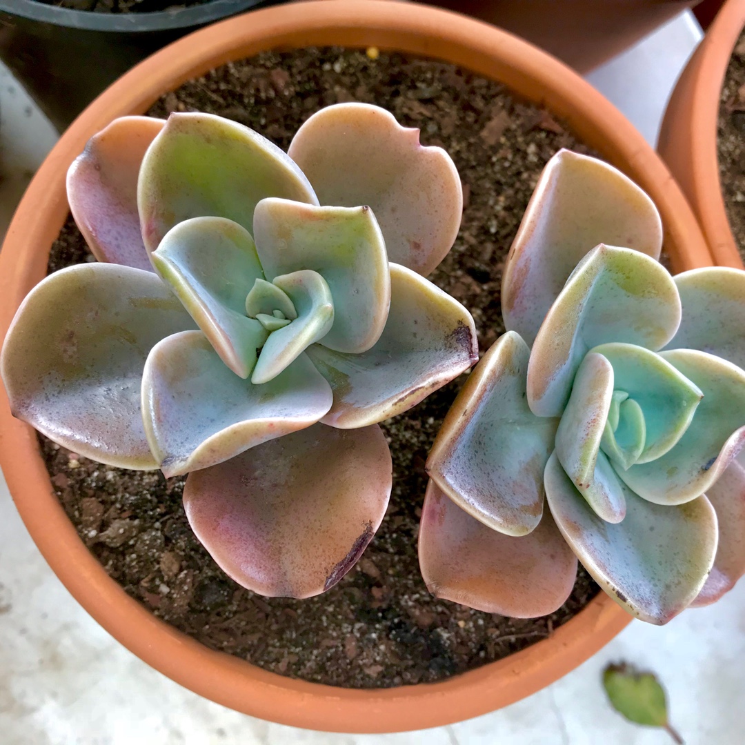 xGraptoveria Flores Hybrid Pinky in the GardenTags plant encyclopedia Graptoveria Flores Hybrid Pinky in the GardenTags plant encyclopedia