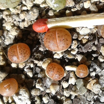 Lithops Schwantesii in the GardenTags plant encyclopedia Living Stones Schwantesii in the GardenTags plant encyclopedia