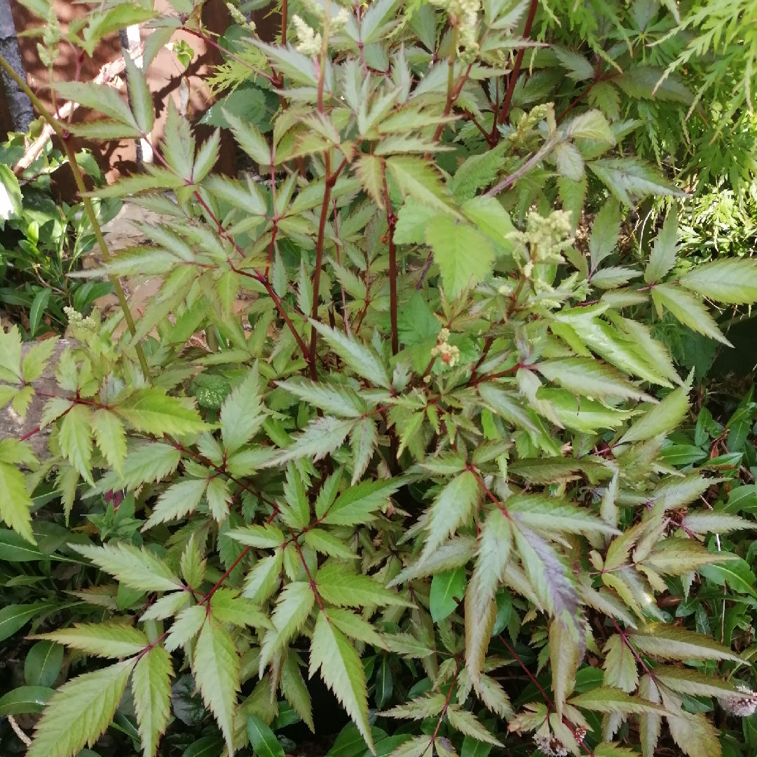 Astilbe Chinensis Maggie syn Astilbe Chinensis Maggie Daley in the GardenTags plant encyclopedia Astilbe Maggie in the GardenTags plant encyclopedia