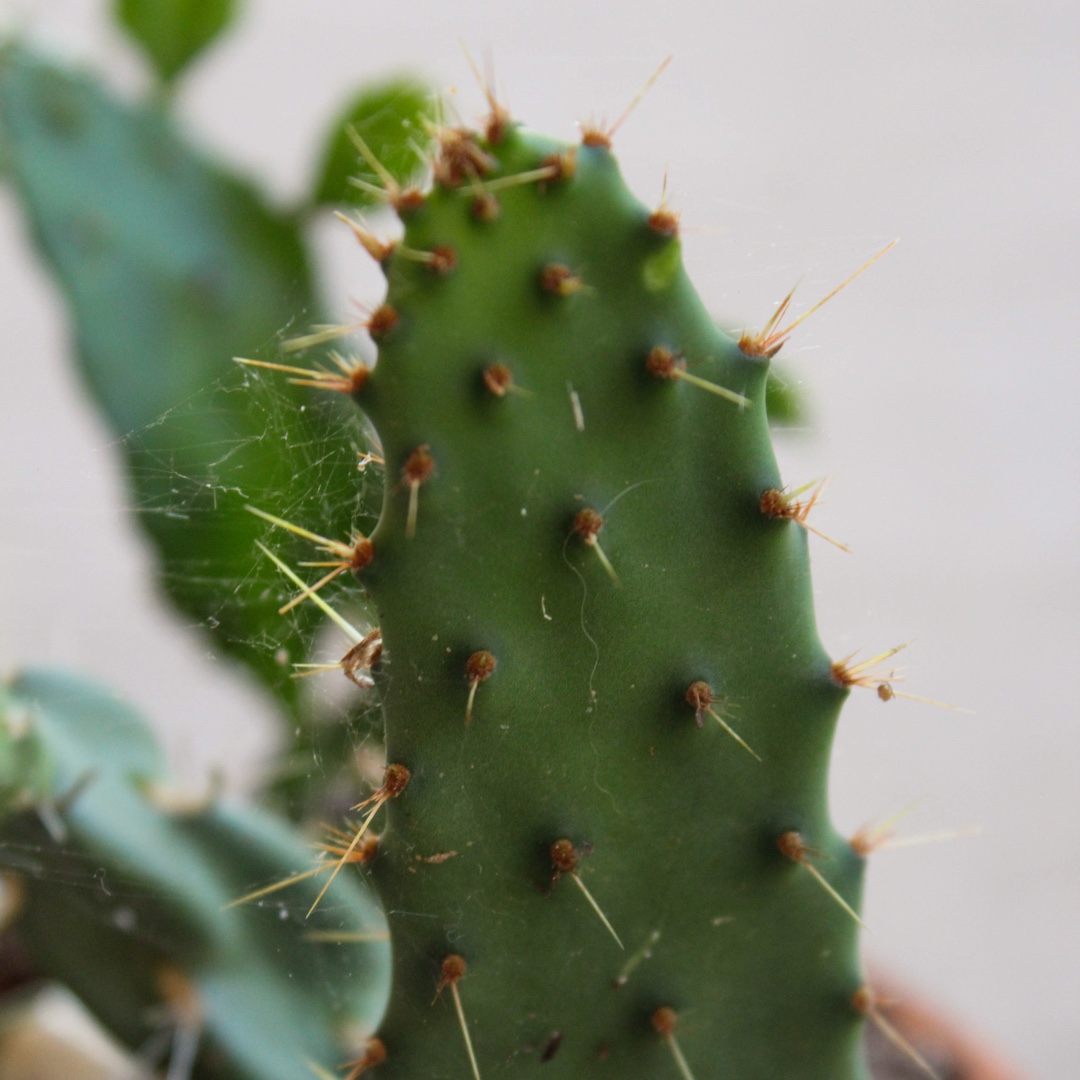 Opuntia Bonplandii in the GardenTags plant encyclopedia Elephant Ear Prickly Pear in the GardenTags plant encyclopedia