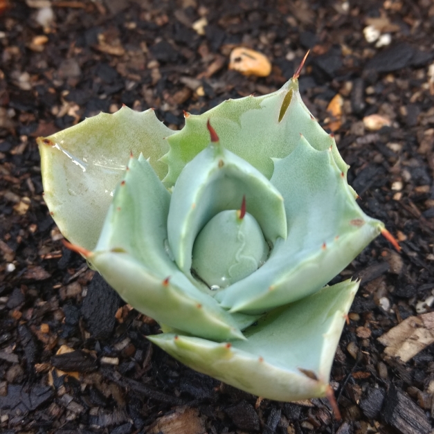 Agave Agave Potatorum Shoji-Raijin in the GardenTags plant encyclopedia Agave Blue Rose Agave in the GardenTags plant encyclopedia