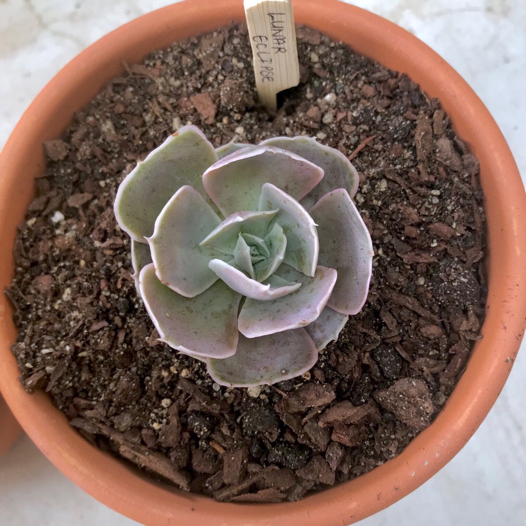Echeveria Lunar Eclipse in the GardenTags plant encyclopedia Echeveria Lunar Eclipse in the GardenTags plant encyclopedia