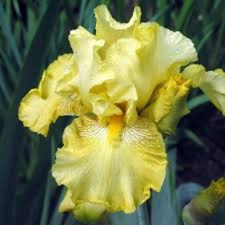 Iris x germanica Buckwheat in the GardenTags plant encyclopedia Bearded Iris Buckwheat (Tall) in the GardenTags plant encyclopedia