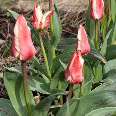Tulipa Mary Ann in the GardenTags plant encyclopedia Tulip Mary Ann (Greigii) in the GardenTags plant encyclopedia