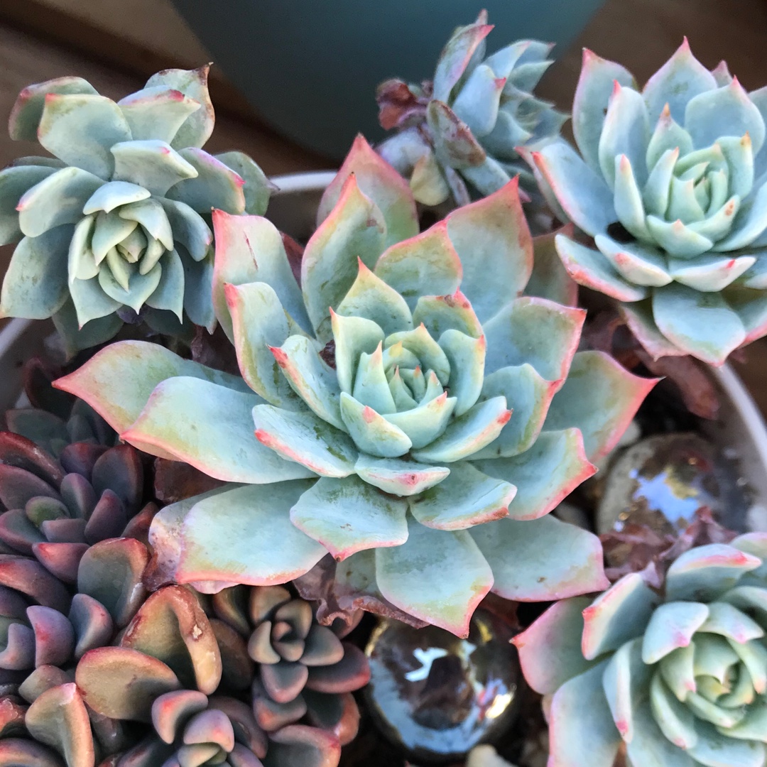 Echeveria Blue Mist in the GardenTags plant encyclopedia Echeveria Blue Mist in the GardenTags plant encyclopedia