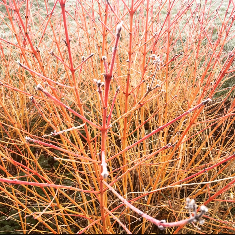 Dogwood Winter flame in the GardenTags plant encyclopedia