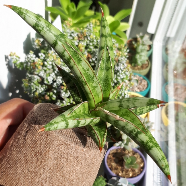 Sansevieria lavranos in the GardenTags plant encyclopedia Walking Snake Plant in the GardenTags plant encyclopedia