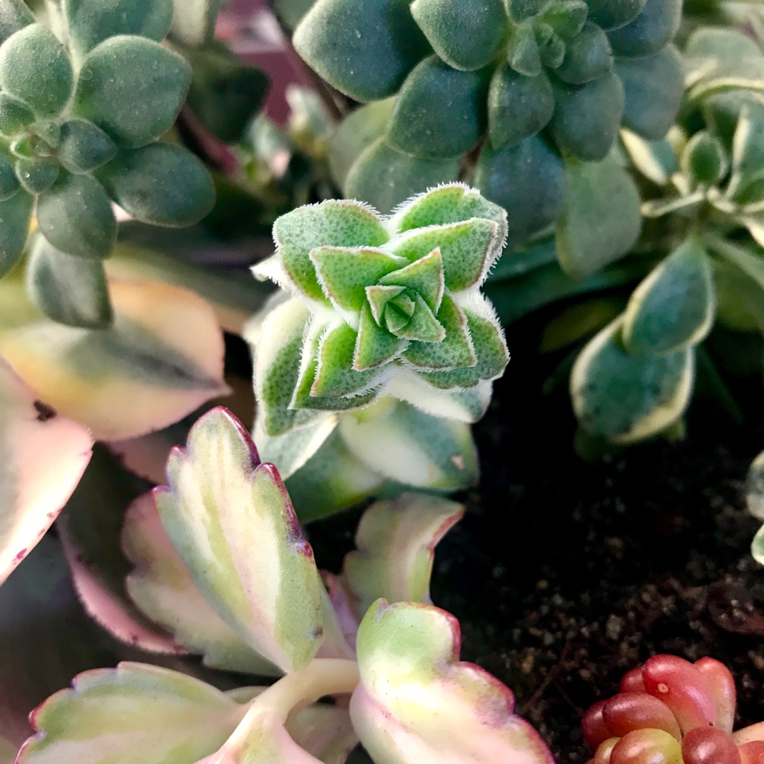 Crassula Perforata Variegata in the GardenTags plant encyclopedia Crassula Perforata Variegata Southern Cross in the GardenTags plant encyclopedia