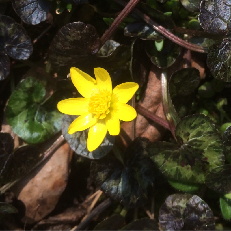 Ficaria verna Tortoiseshell in the GardenTags plant encyclopedia Lesser Celandine Tortoiseshell in the GardenTags plant encyclopedia