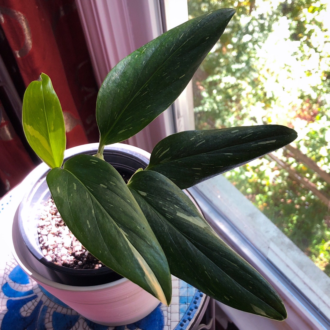 Monstera standleyana Albovariegata in the GardenTags plant encyclopedia